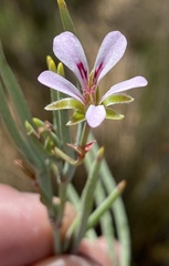 Pelargonium laevigatum oxyphyllum