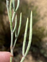 Pelargonium laevigatum oxyphyllum