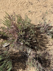Pelargonium laevigatum oxyphyllum
