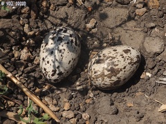 Vanellus spinosus