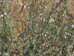 Verbena officinalis