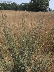 Verbena officinalis