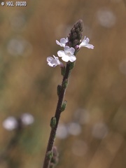 Verbena officinalis
