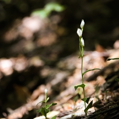 Cephalanthera damasonium