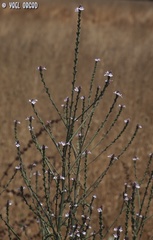 Verbena officinalis