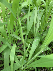 Paspalum repens