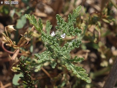Verbena supina