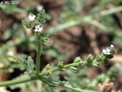 Verbena supina