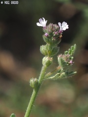 Verbena supina