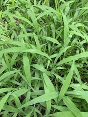 Paspalum repens