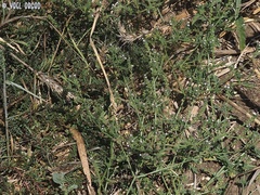 Verbena supina