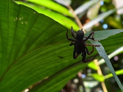 Paratropididae