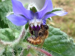 Apis mellifera