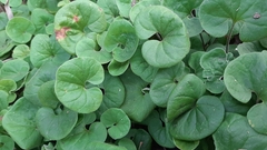 Dichondra