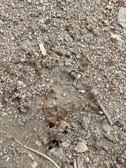 Forelius pruinosus