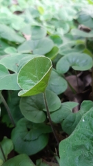Dichondra