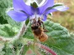 Apis mellifera