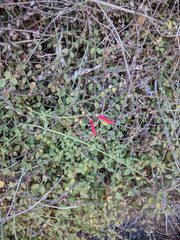 Gambelia juncea