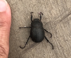 Phyllophaga cribrosa