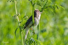 Acrocephalus palustris
