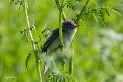 Acrocephalus palustris
