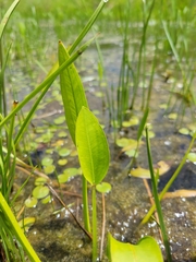 Sagittaria rigida