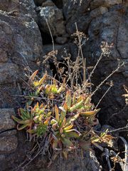 Dudleya formosa