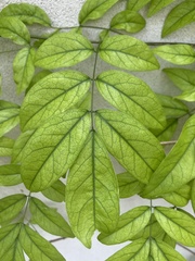 Wisteriopsis reticulata