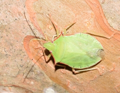 Chlorocoris distinctus
