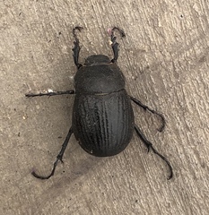 Phyllophaga cribrosa