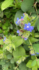 Pentaglottis sempervirens