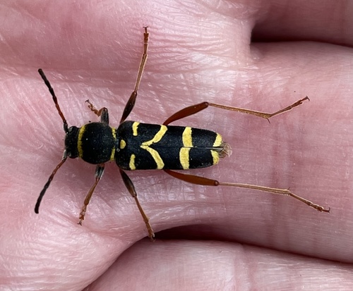 Wasp Beetle, Heumensoord, Malden, Gelderland, NL, photo 7 of 10
