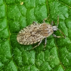 Tingis pilosa