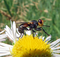 Thecophora fulvipes