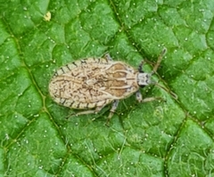 Tingis pilosa