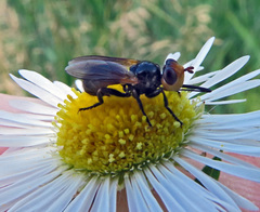 Thecophora fulvipes