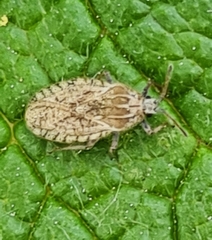 Tingis pilosa