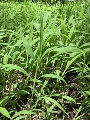 Paspalum repens