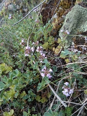 Thymus caucasicus