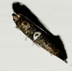 Acrolepiopsis assectella