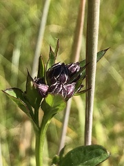 Serratula tinctoria
