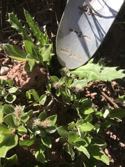 Salix petrophila