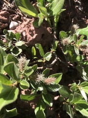 Salix petrophila