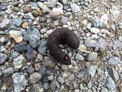 Proserpinus flavofasciata