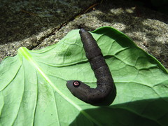 Proserpinus flavofasciata