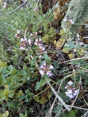 Thymus caucasicus