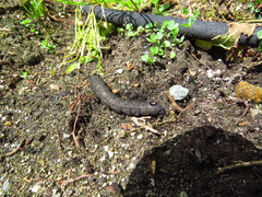 Proserpinus flavofasciata