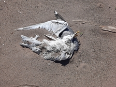 Larus argentatus image