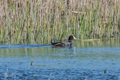 Fulica atra
