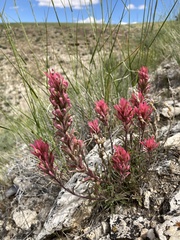 Castilleja angustifolia angustifolia